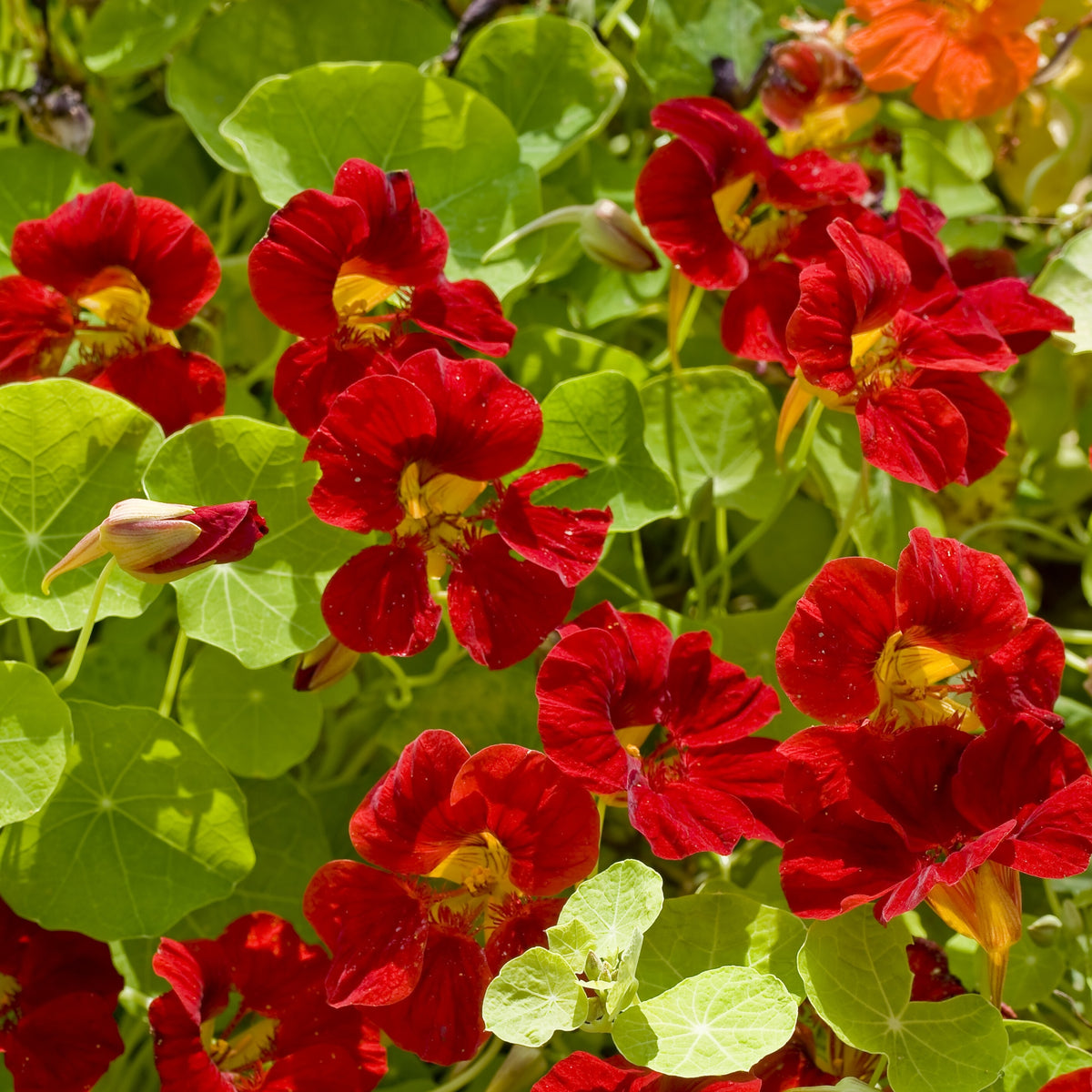 Tip Top Mahogany Nasturtium Seeds - Drought Resistant, 10+ seeds