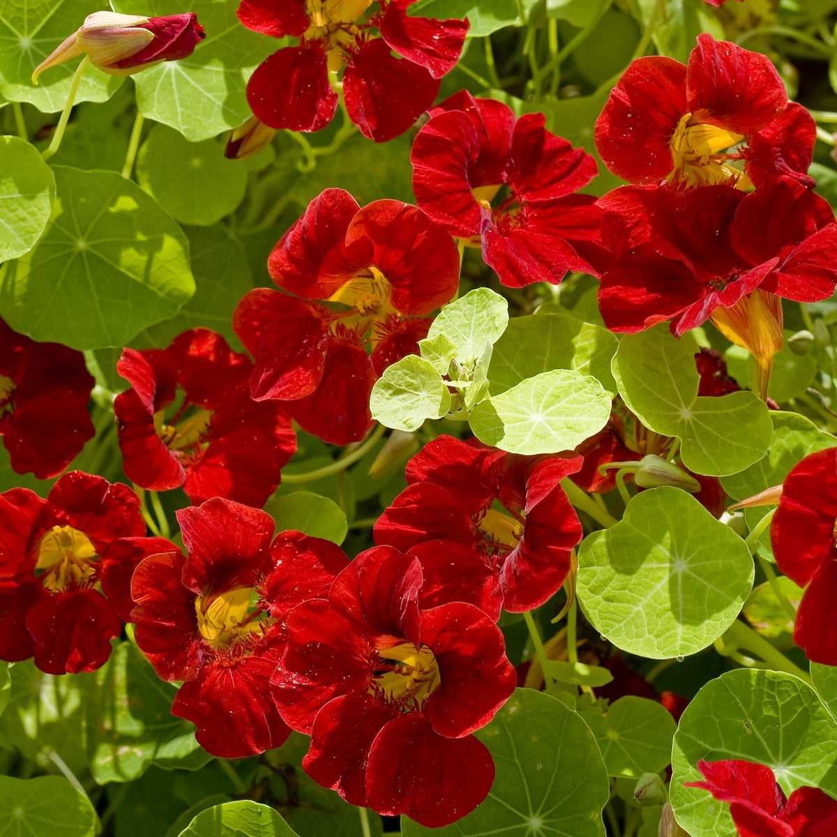 Tip Top Mahogany Nasturtium Seeds - Drought Resistant, 10+ seeds