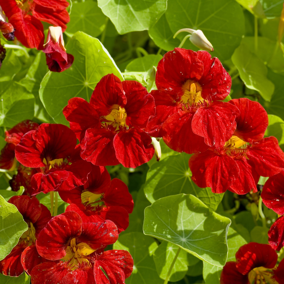 Tip Top Mahogany Nasturtium Seeds - Drought Resistant, 10+ seeds