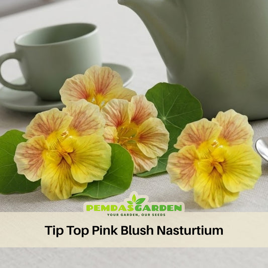Tip Top Pink Blush Nasturtium Seeds - Drought Resistant, 10+ seeds
