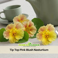 10+ Seeds| Tip Top Pink Blush Nasturtium Seeds - Fast Growing - Open-Pollinating - Draft Resistant -Dwarf - Plant in Spring/Late Winter #263