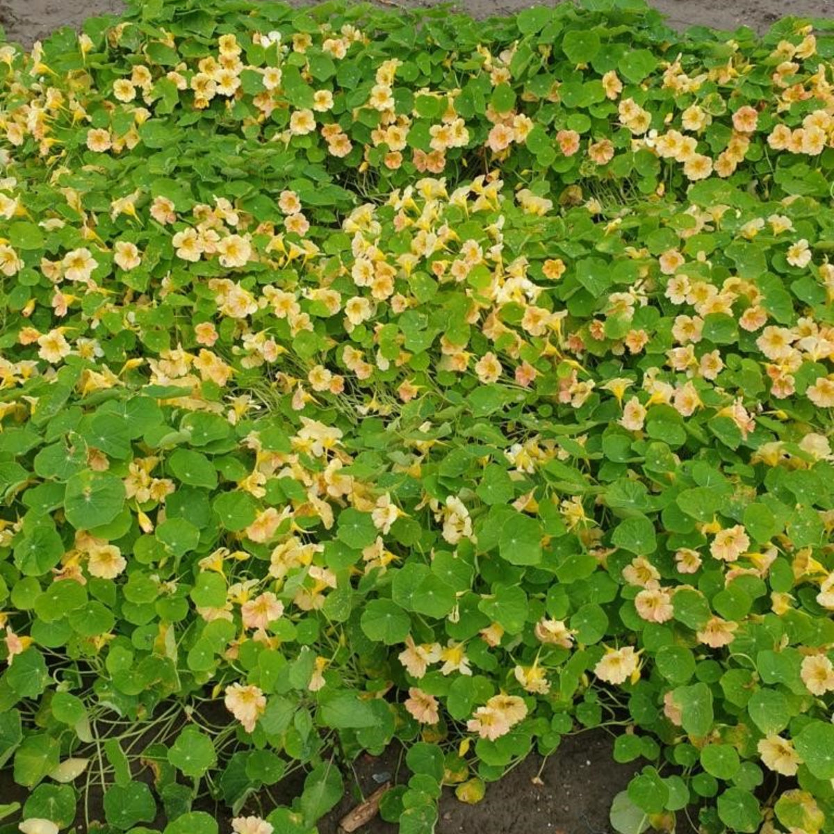 Tip Top Pink Blush Nasturtium Seeds - Drought Resistant, 10+ seeds