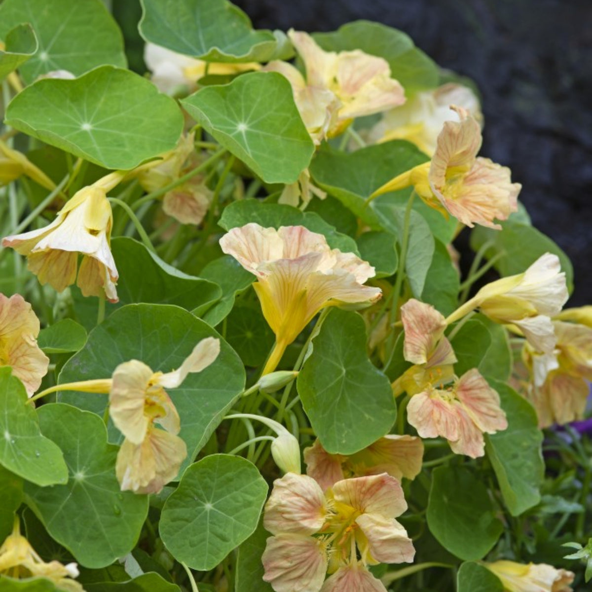 Tip Top Pink Blush Nasturtium Seeds - Drought Resistant, 10+ seeds