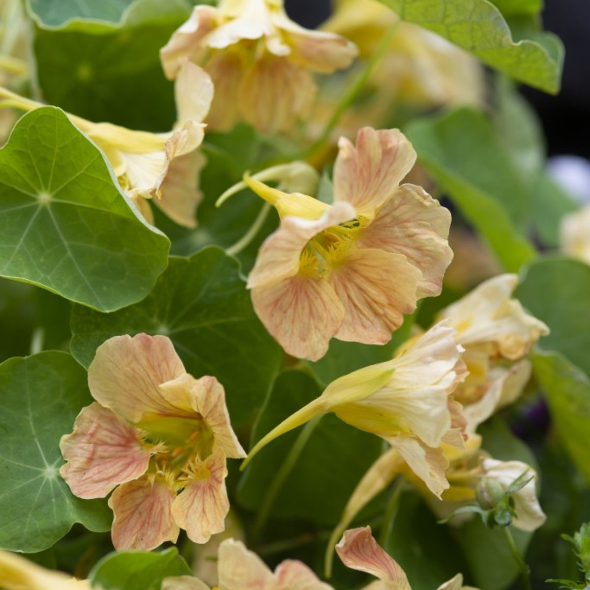 Tip Top Pink Blush Nasturtium Seeds - Drought Resistant, 10+ seeds