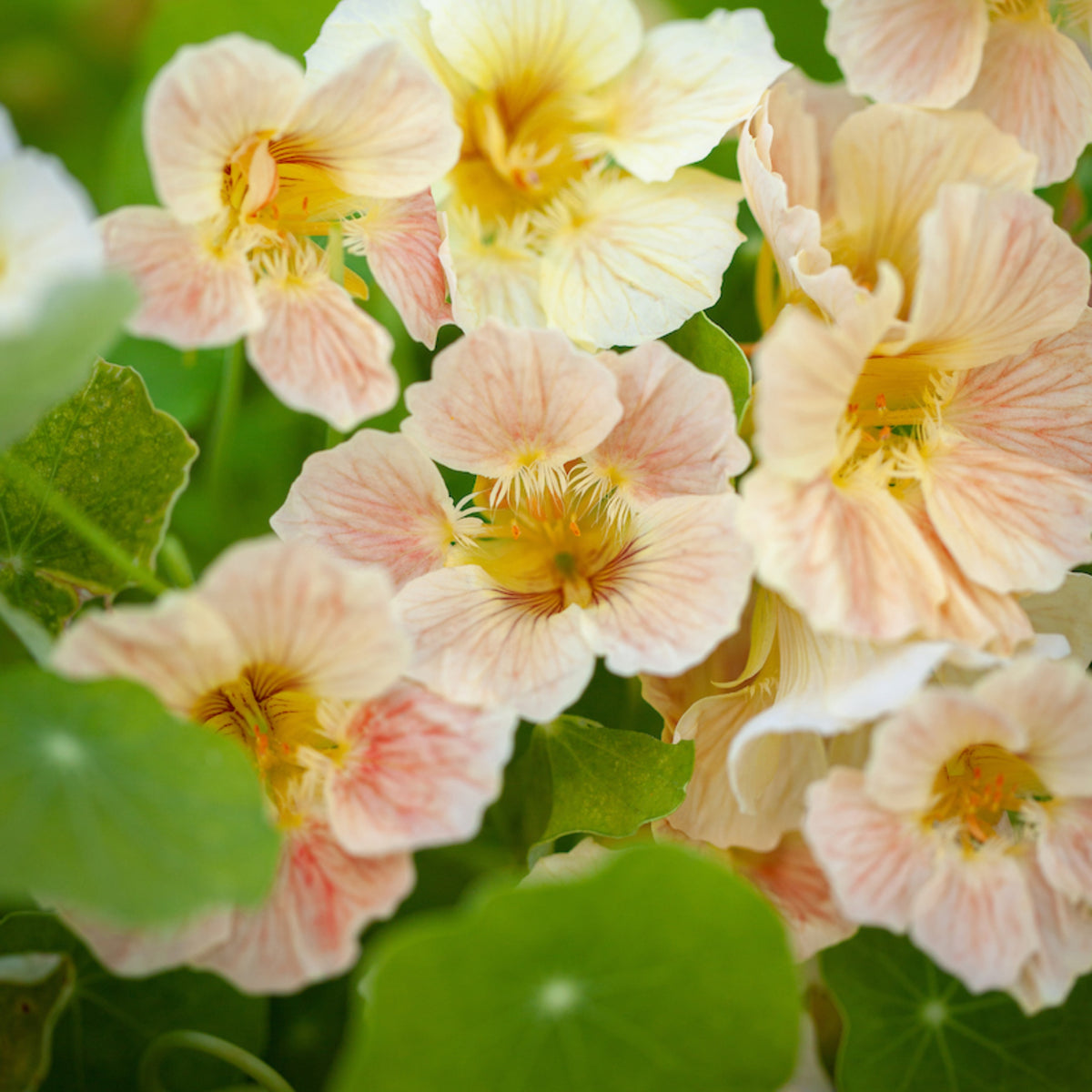 Tip Top Pink Blush Nasturtium Seeds - Drought Resistant, 10+ seeds