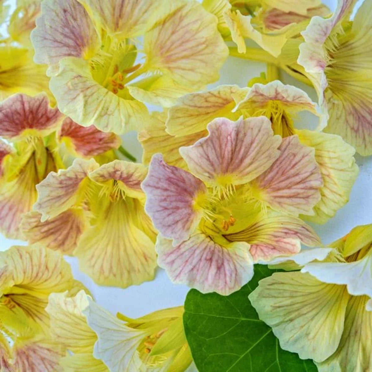 Tip Top Pink Blush Nasturtium Seeds - Drought Resistant, 10+ seeds