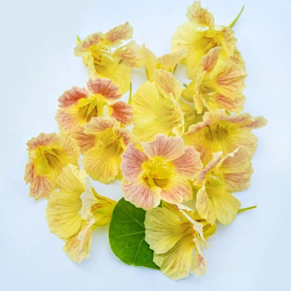 Tip Top Pink Blush Nasturtium Seeds - Drought Resistant, 10+ seeds