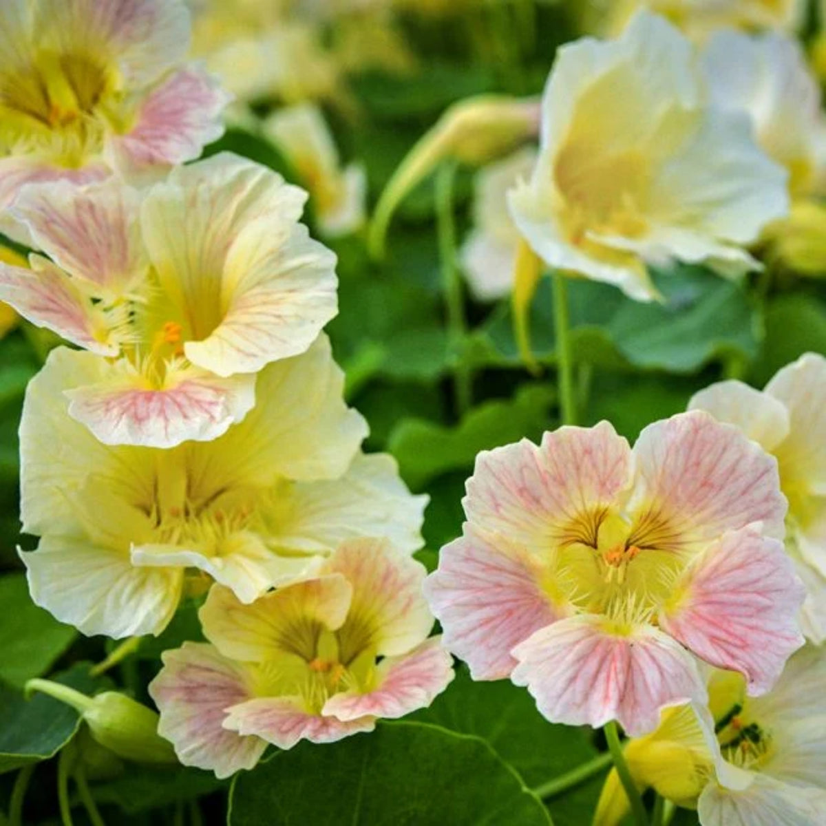Tip Top Pink Blush Nasturtium Seeds - Drought Resistant, 10+ seeds