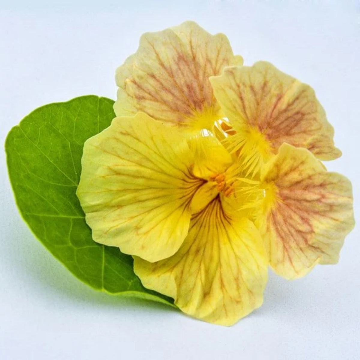 Tip Top Pink Blush Nasturtium Seeds - Drought Resistant, 10+ seeds