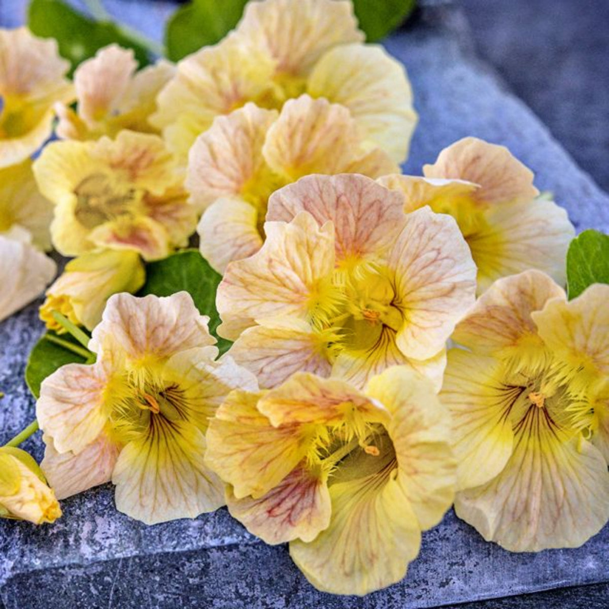 Tip Top Pink Blush Nasturtium Seeds - Drought Resistant, 10+ seeds