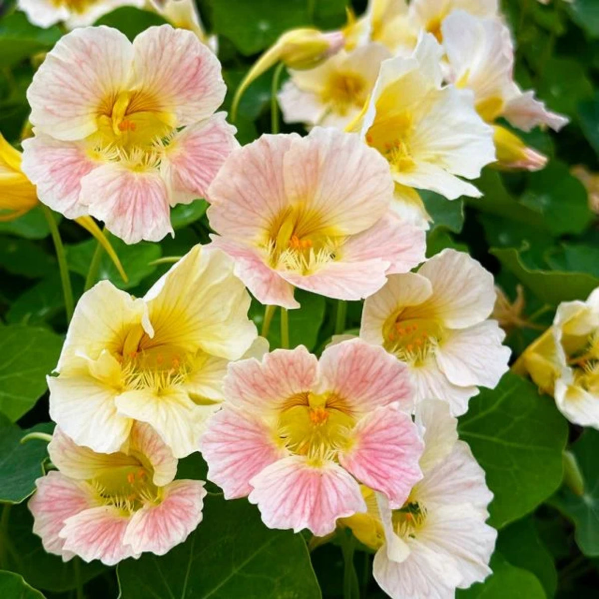 Tip Top Pink Blush Nasturtium Seeds - Drought Resistant, 10+ seeds