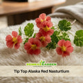 10+ Seeds| Tip Top Alaska Red Nasturtium Seeds - Fast Growing - Open-Pollinating - Draft Resistant -Dwarf - Plant in Spring/Late Winter #264