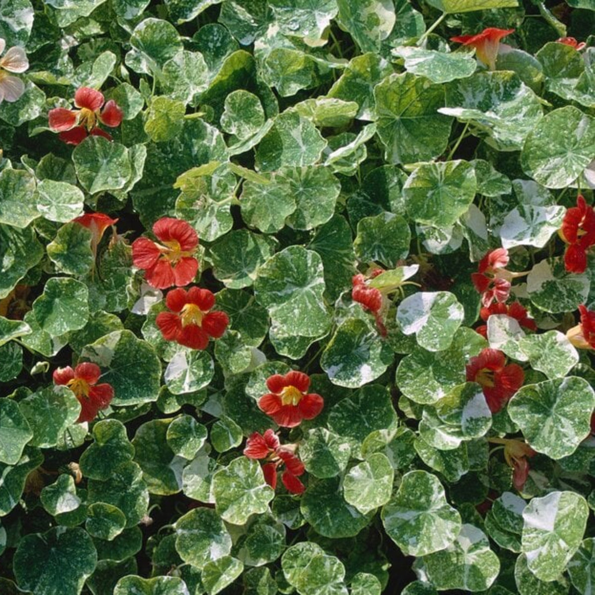 Tip Top Alaska Red Nasturtium Seeds - Drought Resistant, 10+ seeds