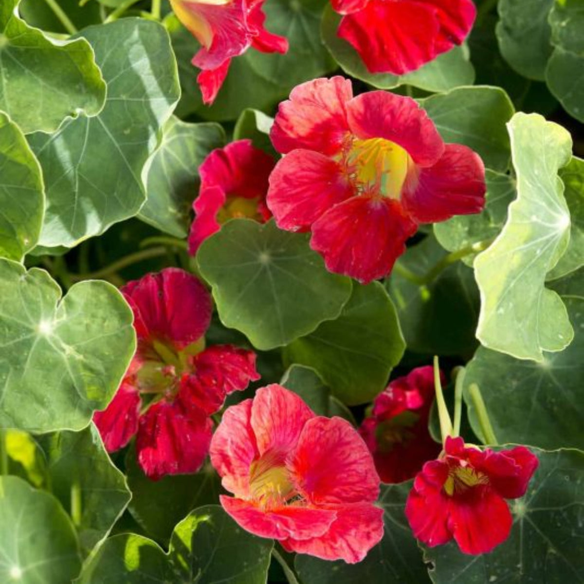 Tip Top Alaska Red Nasturtium Seeds - Drought Resistant, 10+ seeds