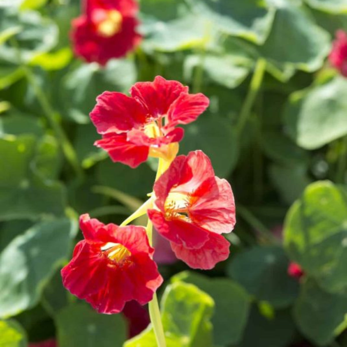 Tip Top Alaska Red Nasturtium Seeds - Drought Resistant, 10+ seeds