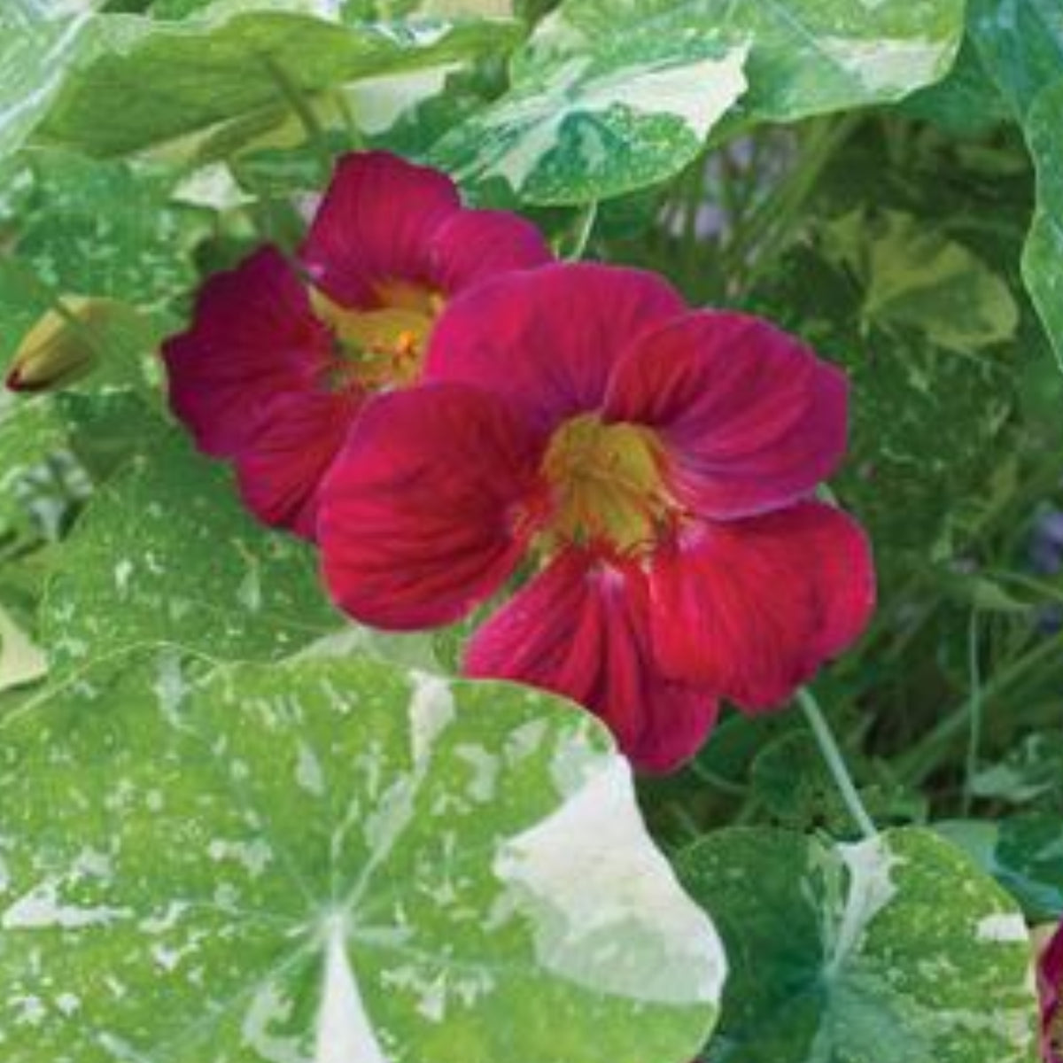 Tip Top Alaska Red Nasturtium Seeds - Drought Resistant, 10+ seeds
