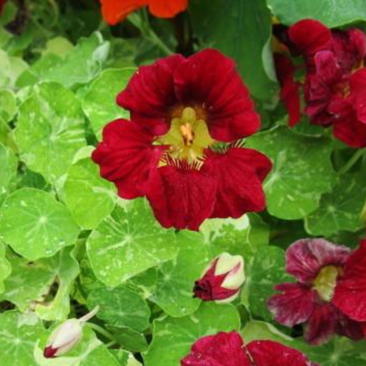 Tip Top Alaska Red Nasturtium Seeds - Drought Resistant, 10+ seeds