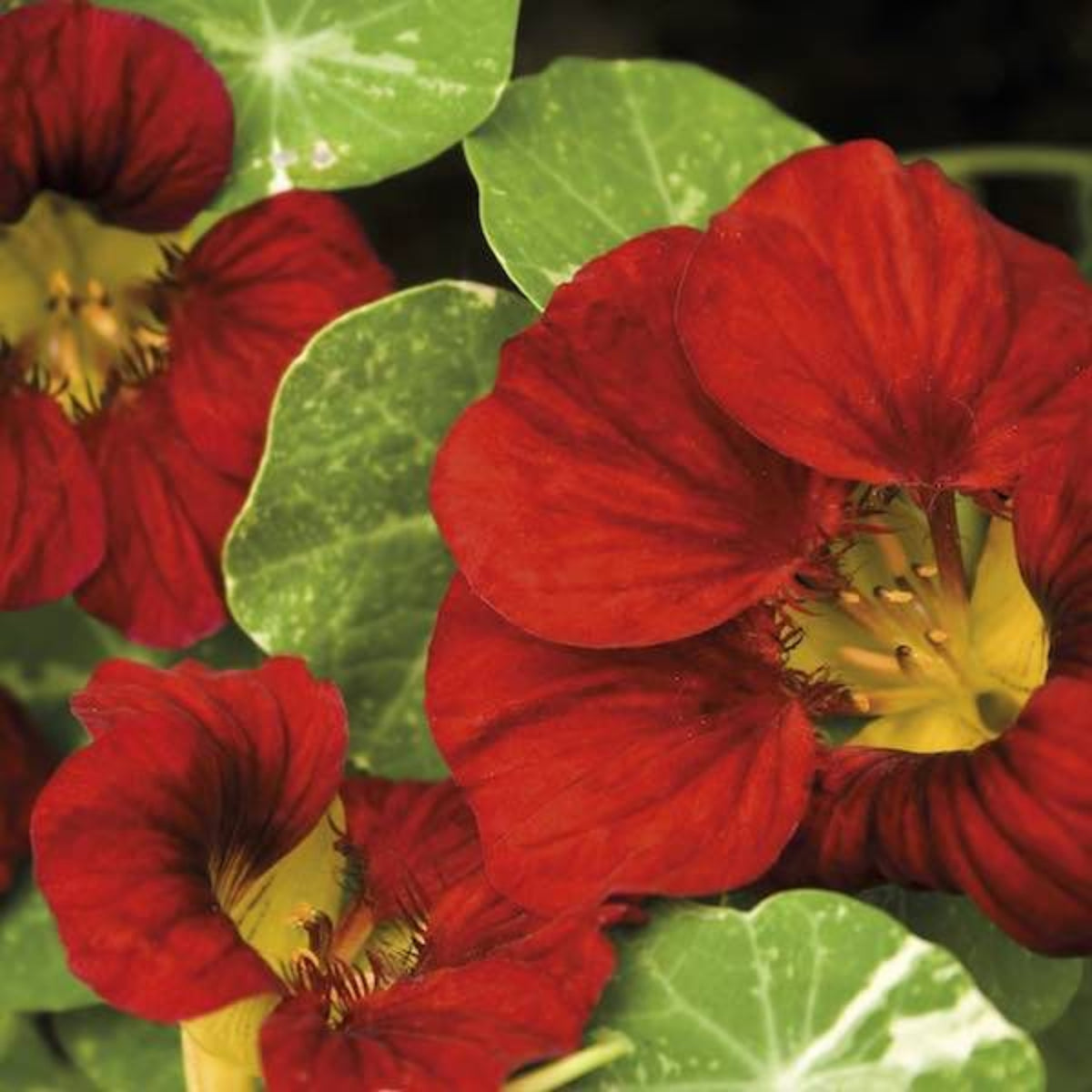 Tip Top Alaska Red Nasturtium Seeds - Drought Resistant, 10+ seeds