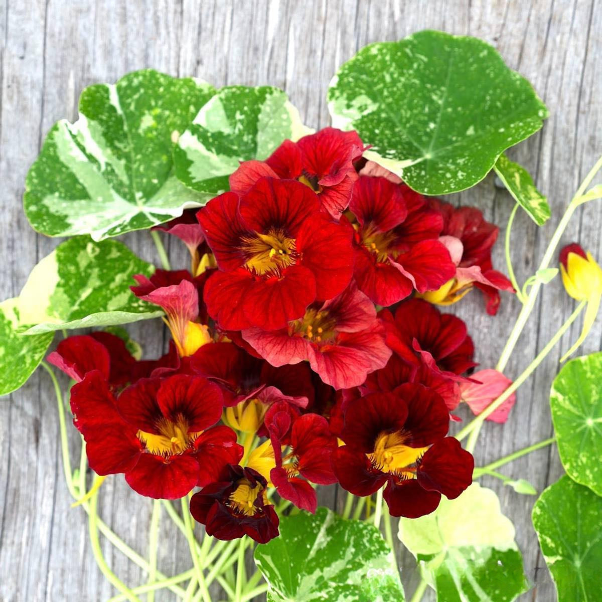 Tip Top Alaska Red Nasturtium Seeds - Drought Resistant, 10+ seeds