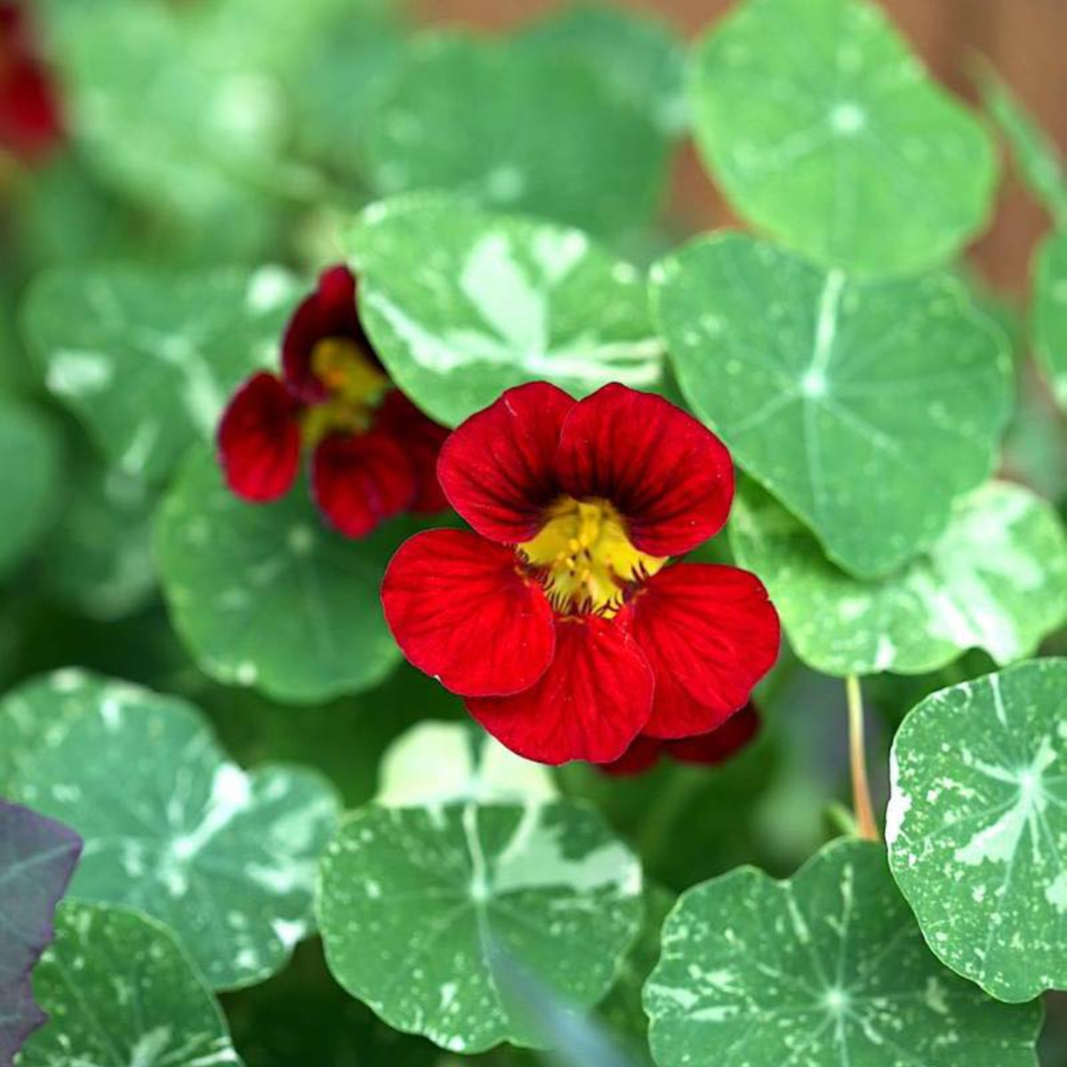 Tip Top Alaska Red Nasturtium Seeds - Drought Resistant, 10+ seeds