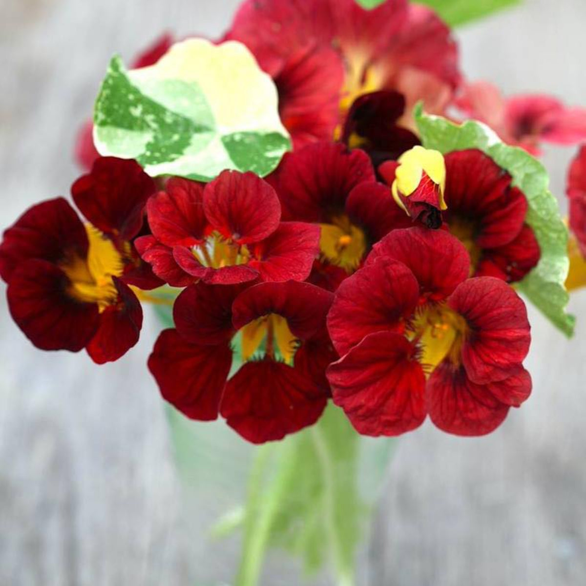 Tip Top Alaska Red Nasturtium Seeds - Drought Resistant, 10+ seeds