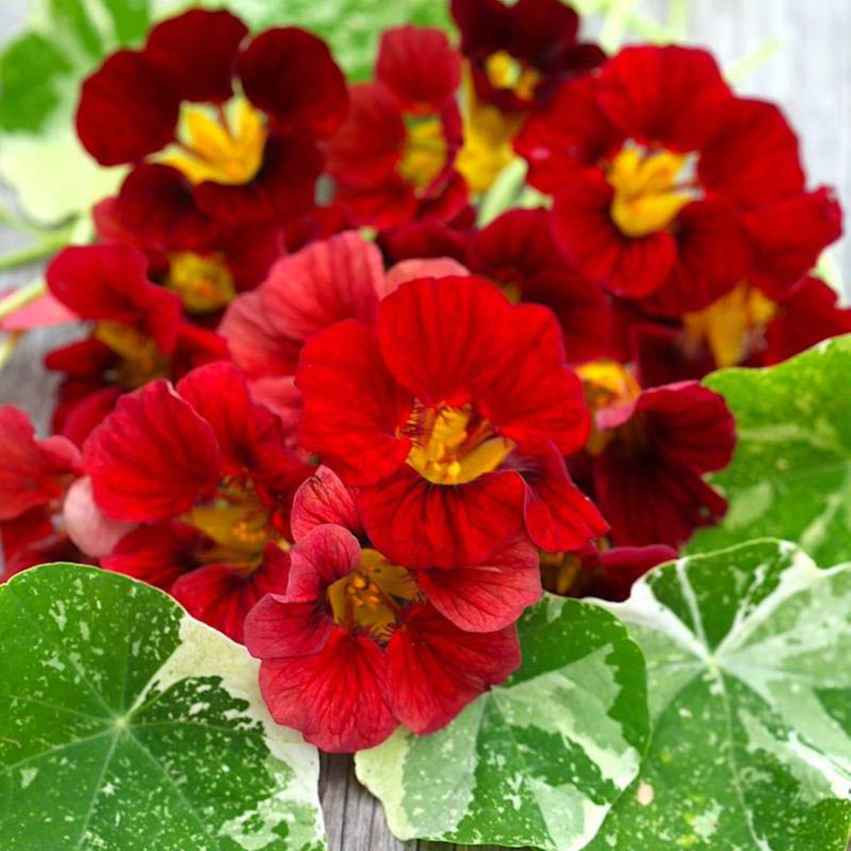 Tip Top Alaska Red Nasturtium Seeds - Drought Resistant, 10+ seeds