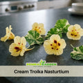 10+ Seeds| Cream Troika Nasturtium Seeds - Fast Growing - Open-Pollinating - Draft Resistant -Dwarf - Plant in Spring/Late Winter #265