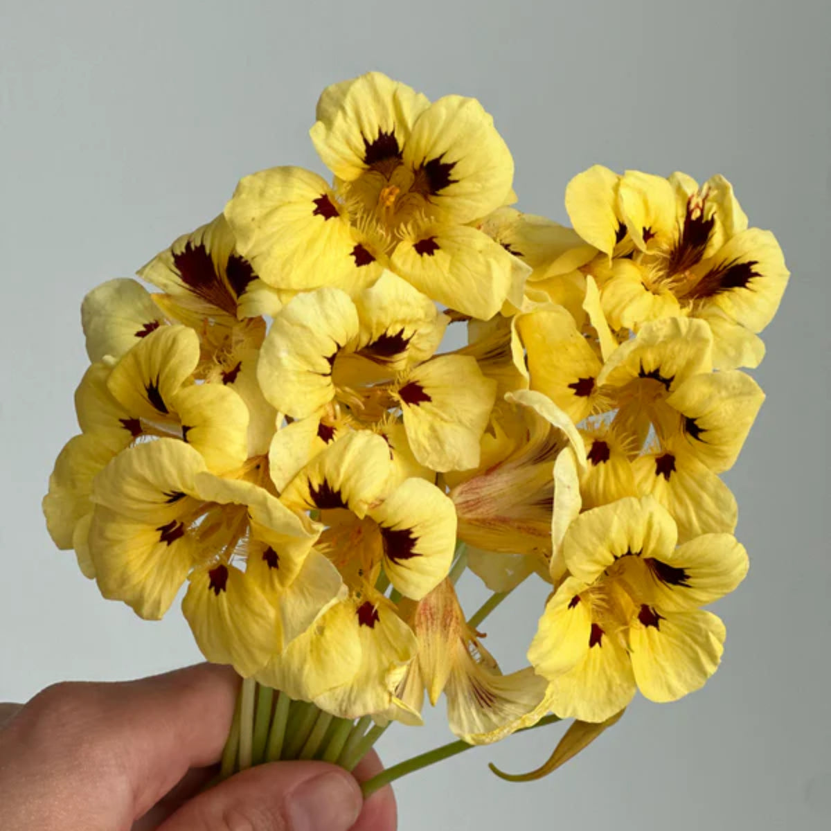 Cream Troika Nasturtium Seeds - Drought Resistant, Dwarf, 10+ seeds