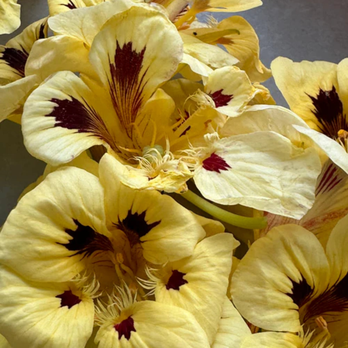 Cream Troika Nasturtium Seeds - Drought Resistant, Dwarf, 10+ seeds