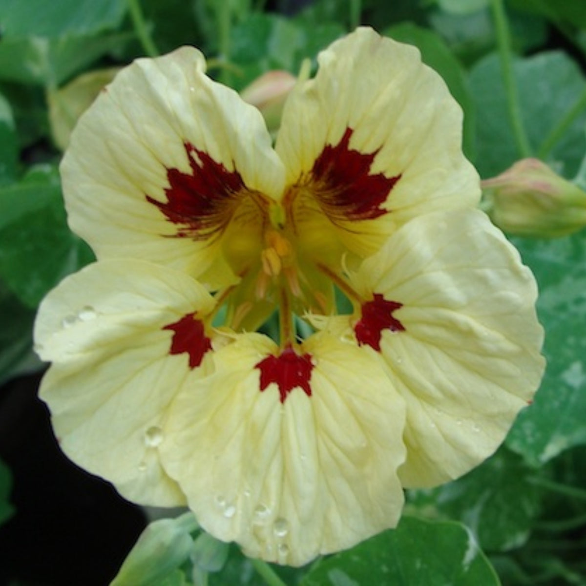 Cream Troika Nasturtium Seeds - Drought Resistant, Dwarf, 10+ seeds