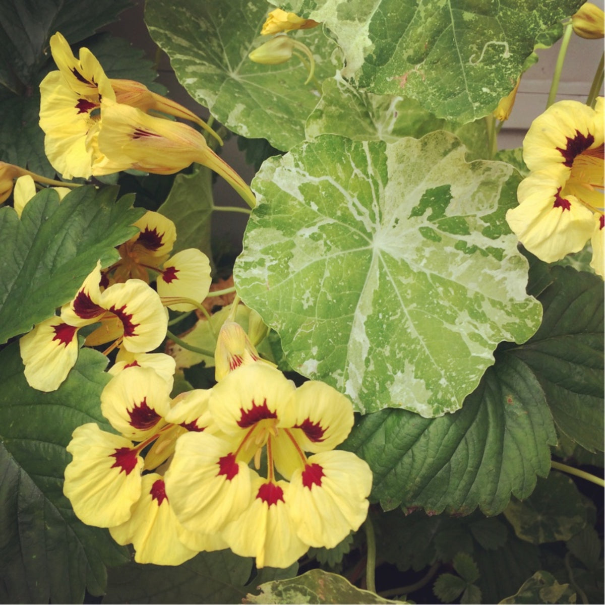 Cream Troika Nasturtium Seeds - Drought Resistant, Dwarf, 10+ seeds