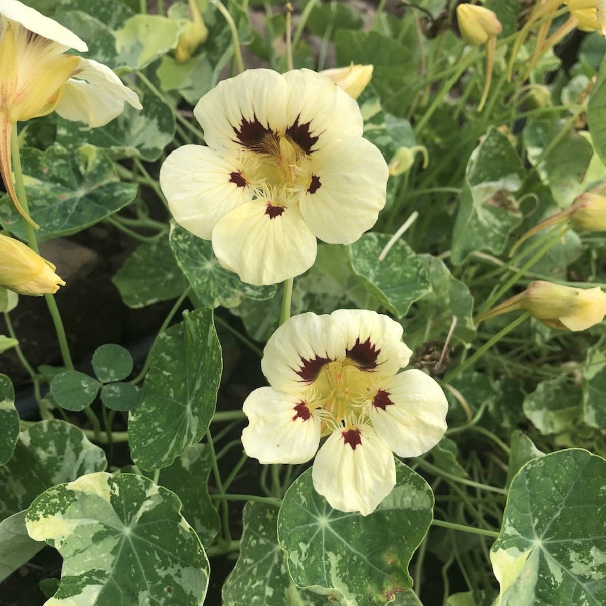 Cream Troika Nasturtium Seeds - Drought Resistant, Dwarf, 10+ seeds