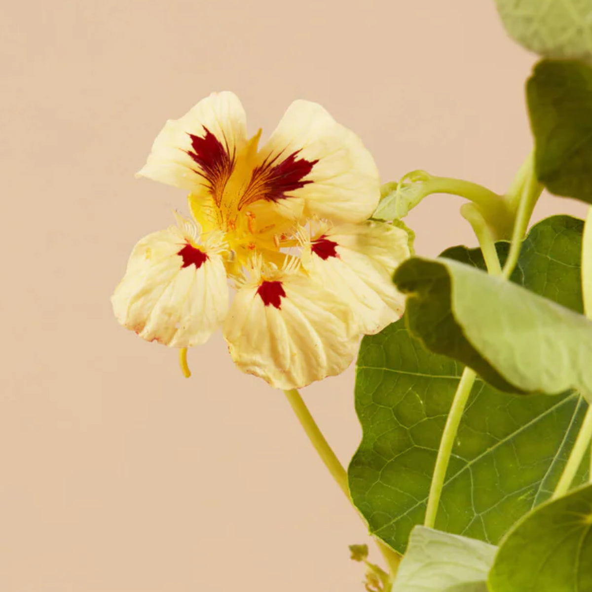 Cream Troika Nasturtium Seeds - Drought Resistant, Dwarf, 10+ seeds
