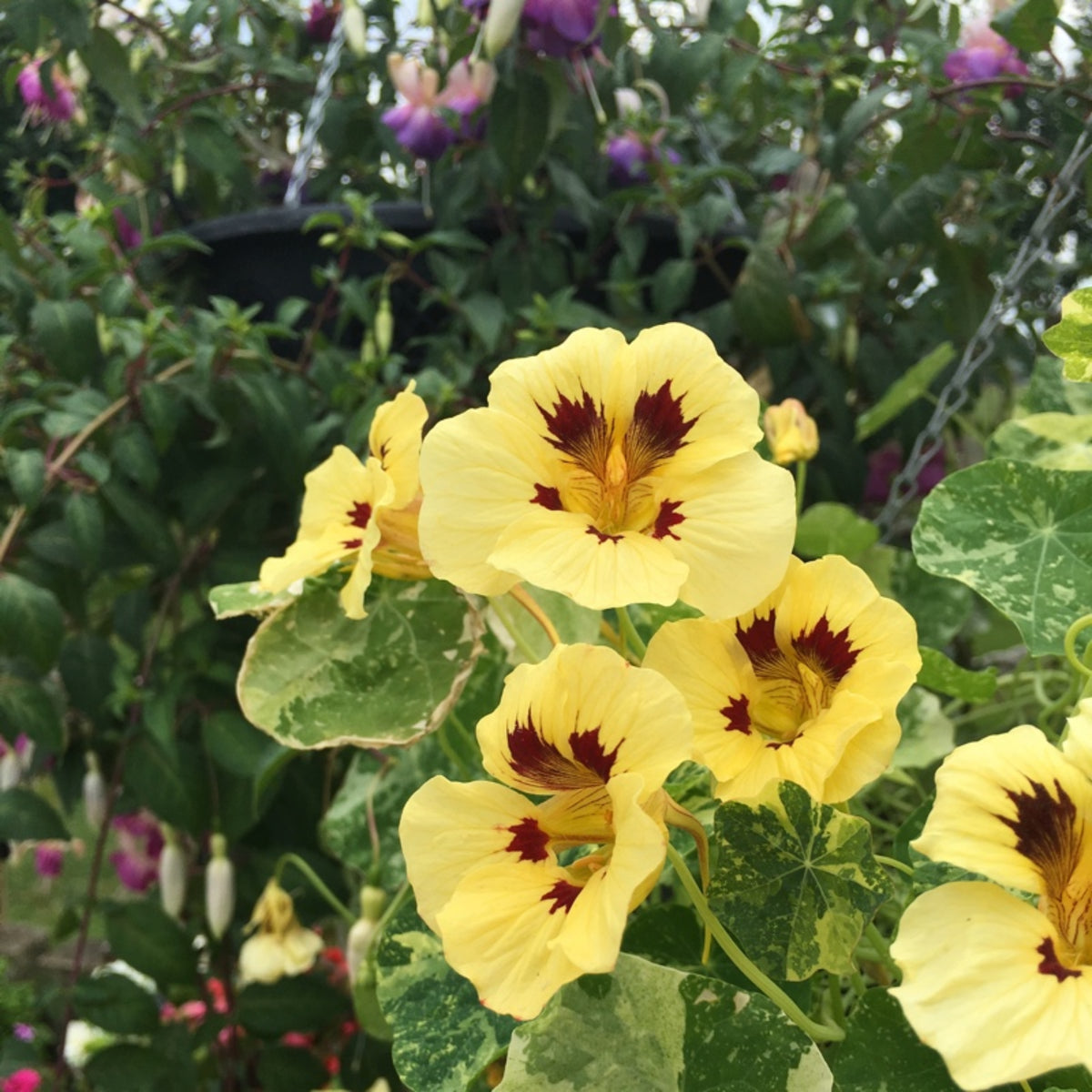 Cream Troika Nasturtium Seeds - Drought Resistant, Dwarf, 10+ seeds