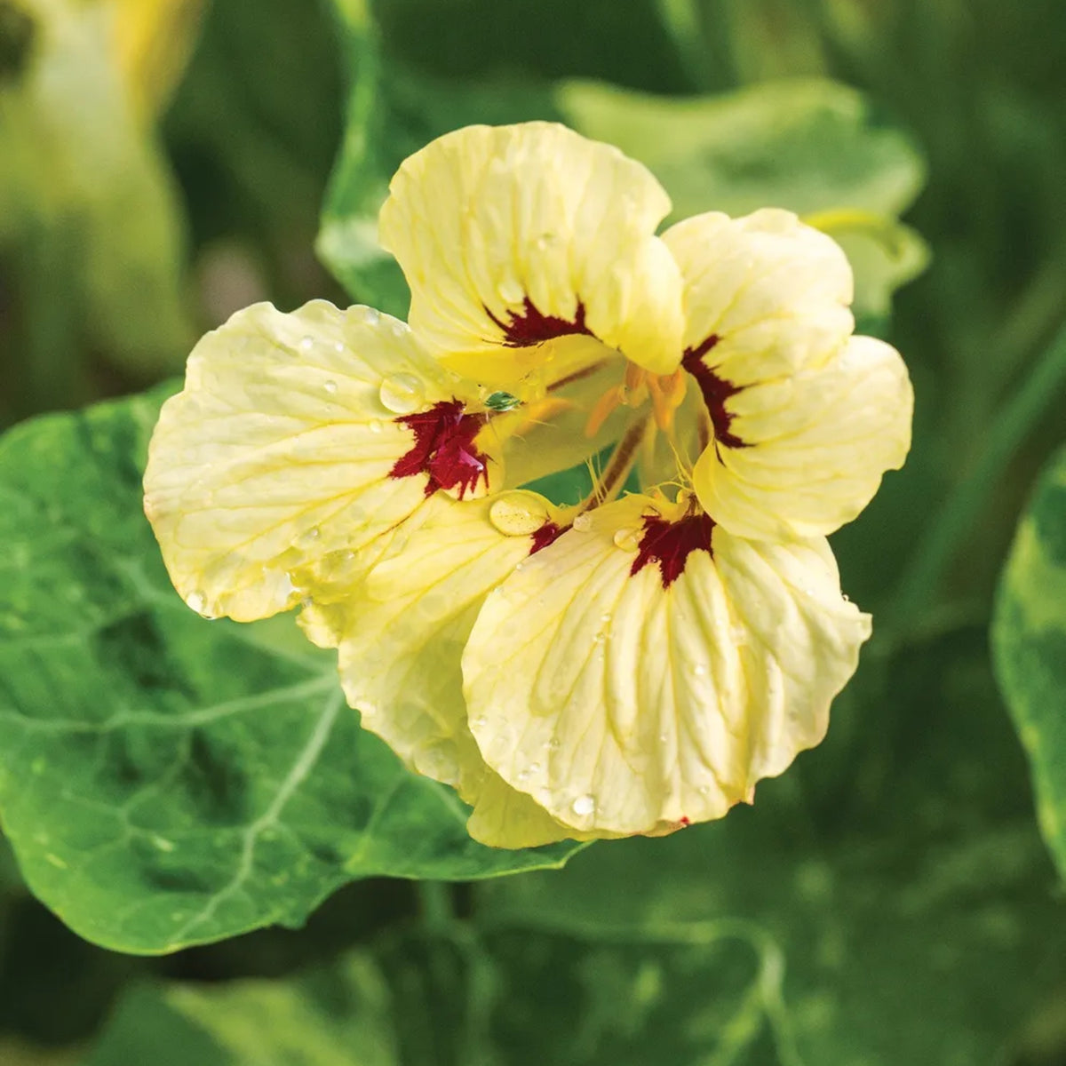 Cream Troika Nasturtium Seeds - Drought Resistant, Dwarf, 10+ seeds