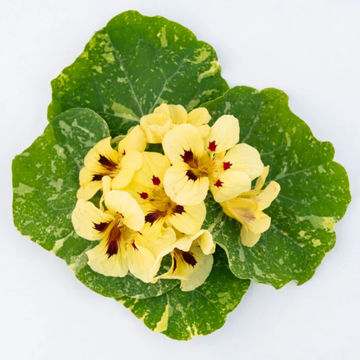 Cream Troika Nasturtium Seeds - Drought Resistant, Dwarf, 10+ seeds