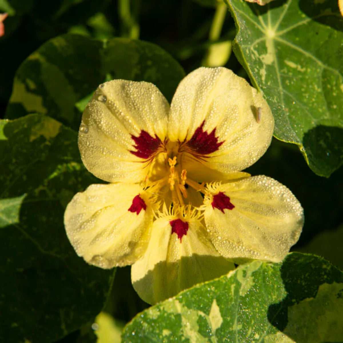 Cream Troika Nasturtium Seeds - Drought Resistant, Dwarf, 10+ seeds