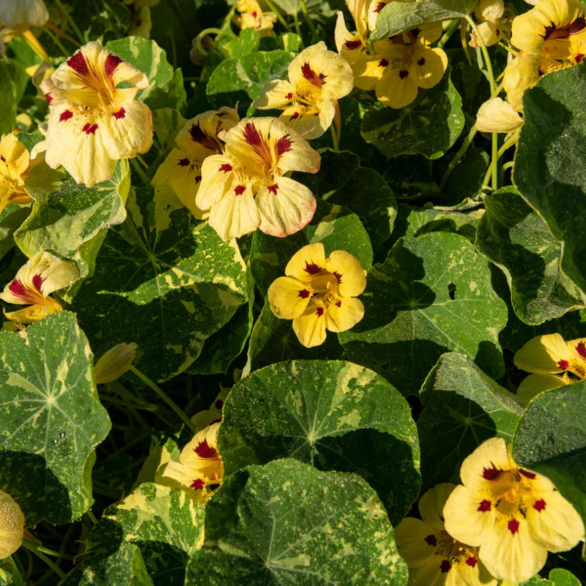 Cream Troika Nasturtium Seeds - Drought Resistant, Dwarf, 10+ seeds