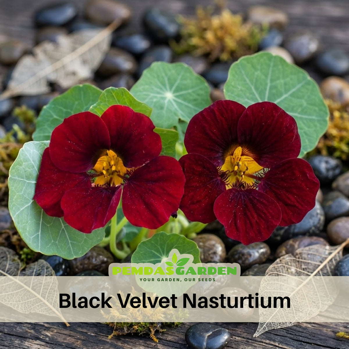 Black Velvet Nasturtium Seeds - Drought Resistant, Dwarf, 10+ seeds