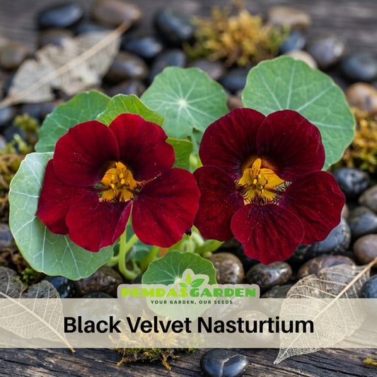 Black Velvet Nasturtium Seeds - Drought Resistant, Dwarf, 10+ seeds