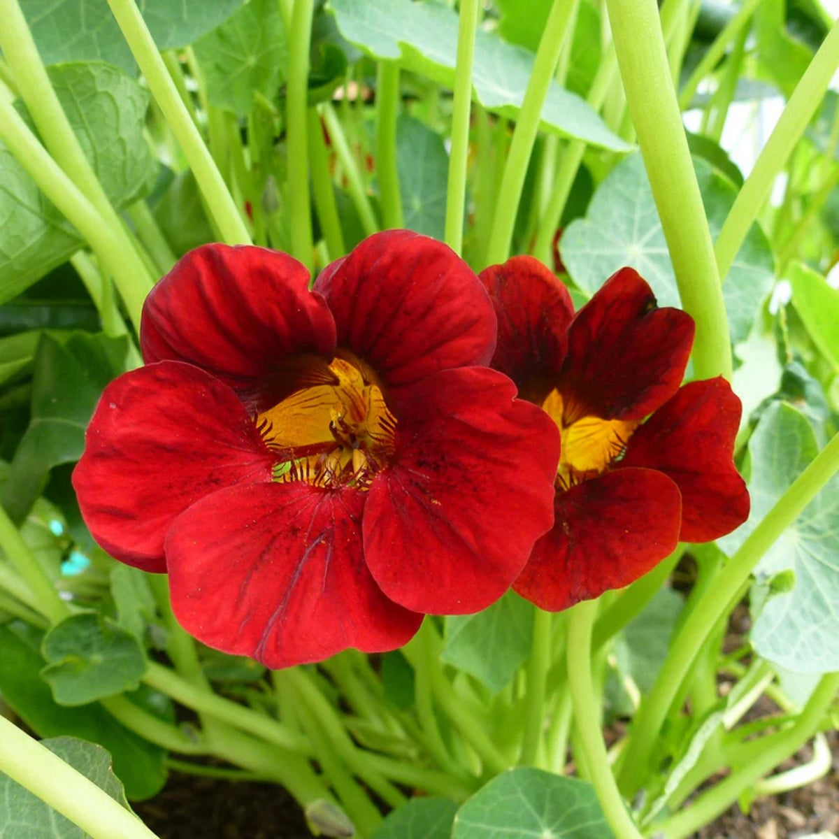 Black Velvet Nasturtium Seeds - Drought Resistant, Dwarf, 10+ seeds