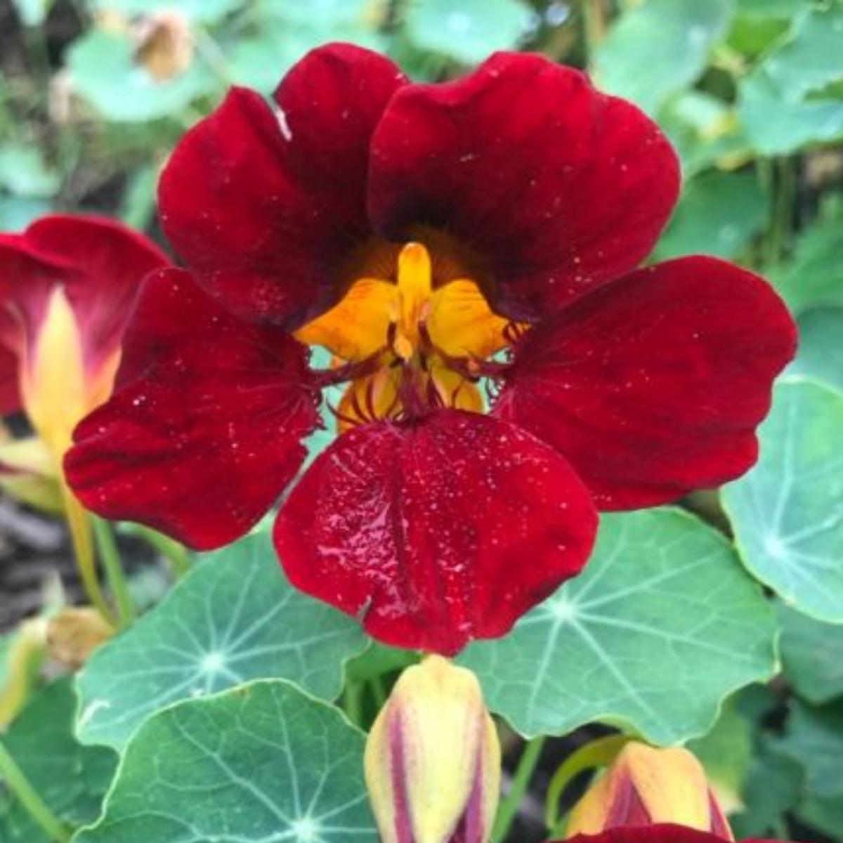 Black Velvet Nasturtium Seeds - Drought Resistant, Dwarf, 10+ seeds