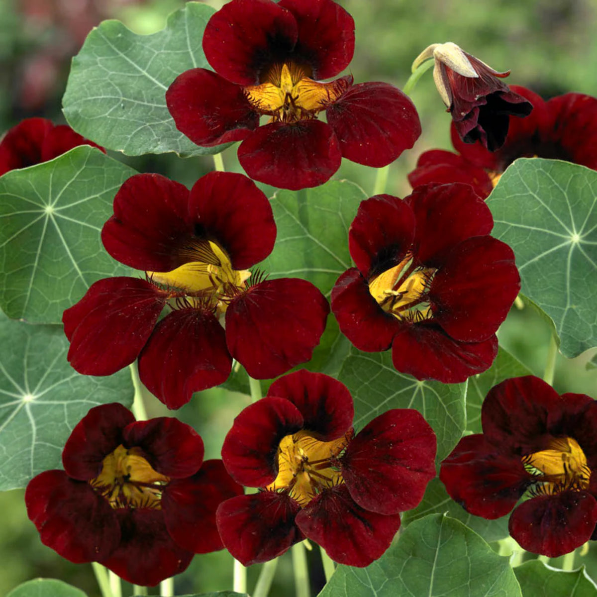 Black Velvet Nasturtium Seeds - Drought Resistant, Dwarf, 10+ seeds