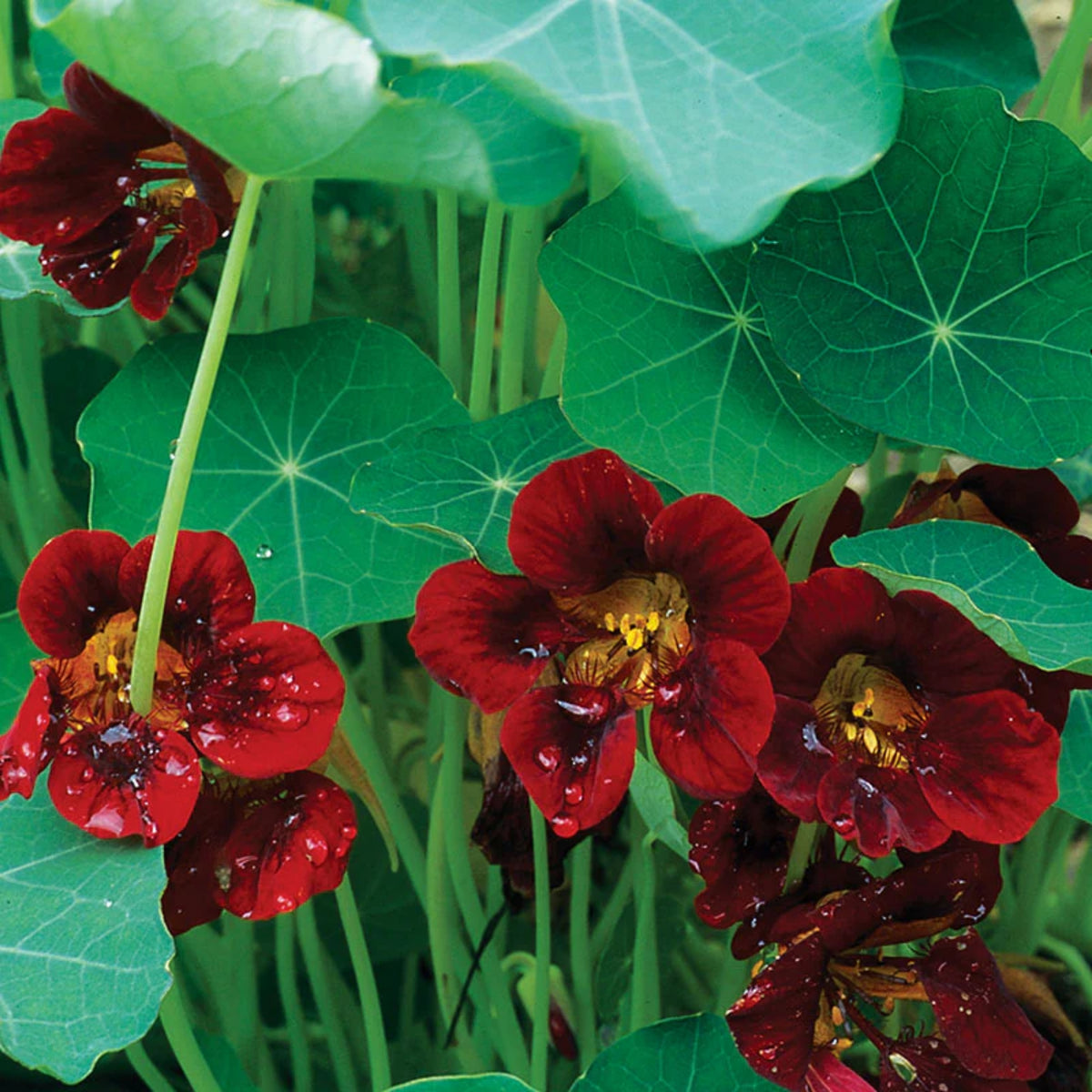 Black Velvet Nasturtium Seeds - Drought Resistant, Dwarf, 10+ seeds