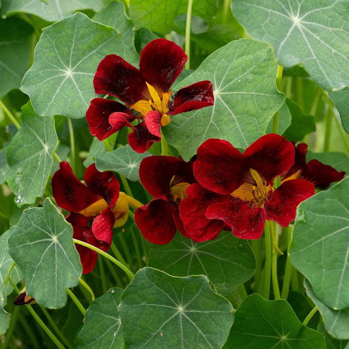 Black Velvet Nasturtium Seeds - Drought Resistant, Dwarf, 10+ seeds