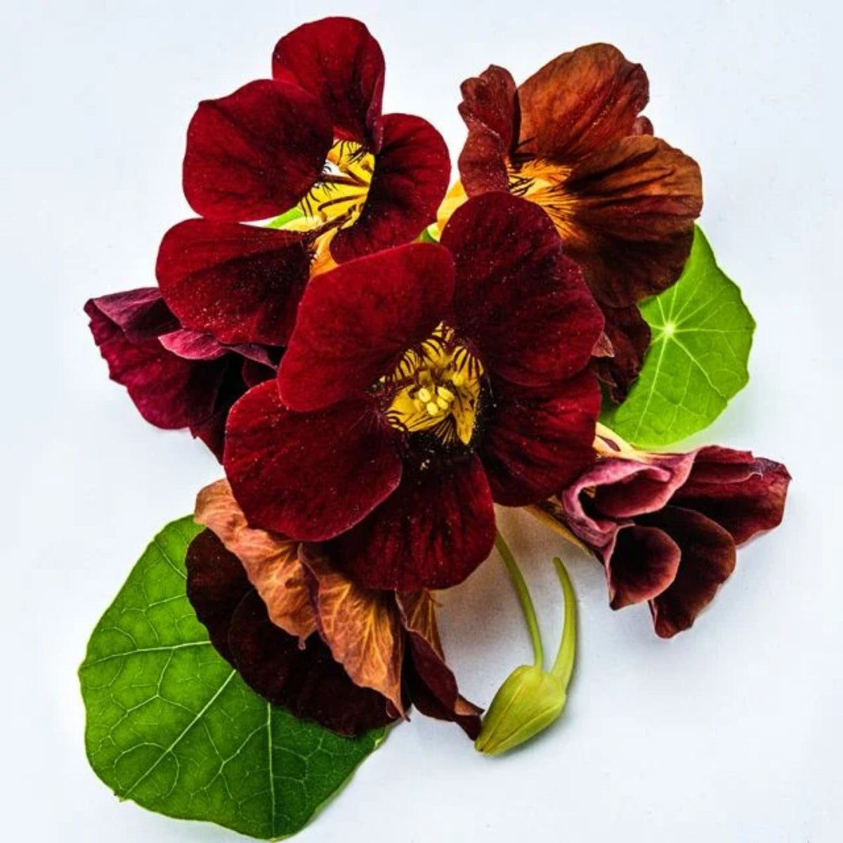 Black Velvet Nasturtium Seeds - Drought Resistant, Dwarf, 10+ seeds