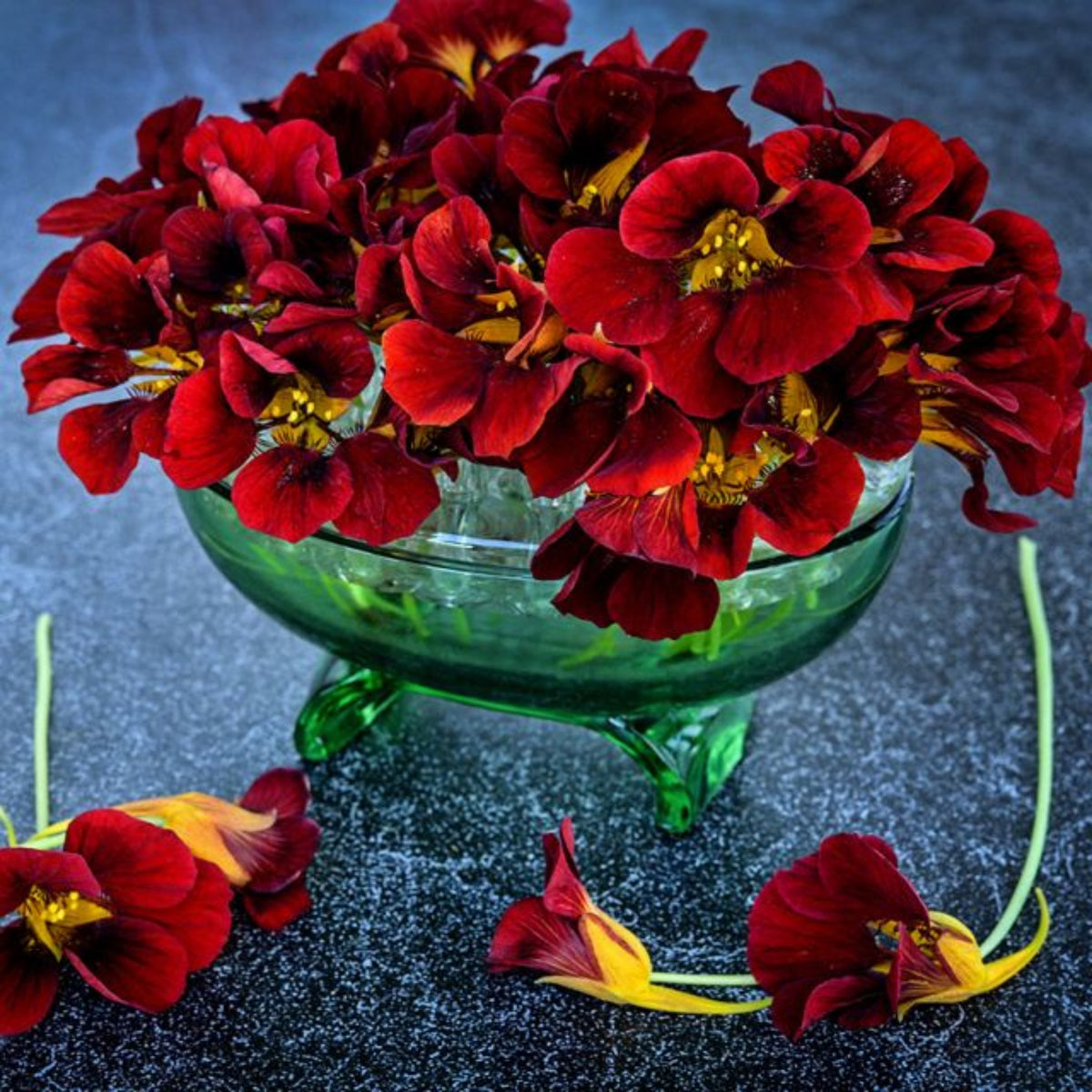 Black Velvet Nasturtium Seeds - Drought Resistant, Dwarf, 10+ seeds