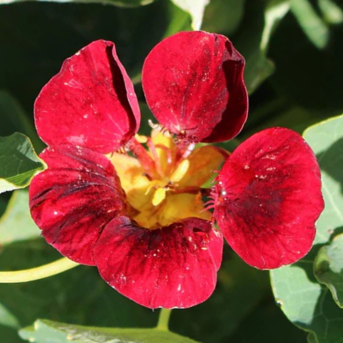 Black Velvet Nasturtium Seeds - Drought Resistant, Dwarf, 10+ seeds