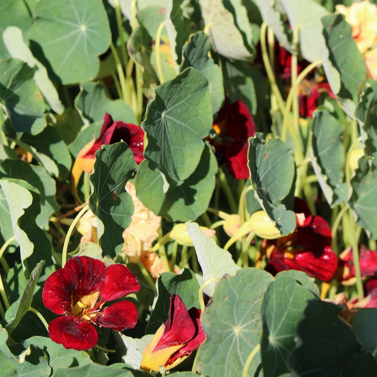 Black Velvet Nasturtium Seeds - Drought Resistant, Dwarf, 10+ seeds