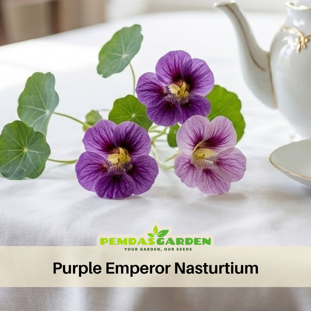 Purple Emperor Nasturtium Seeds - Drought Resistant, Dwarf, 10+ seeds